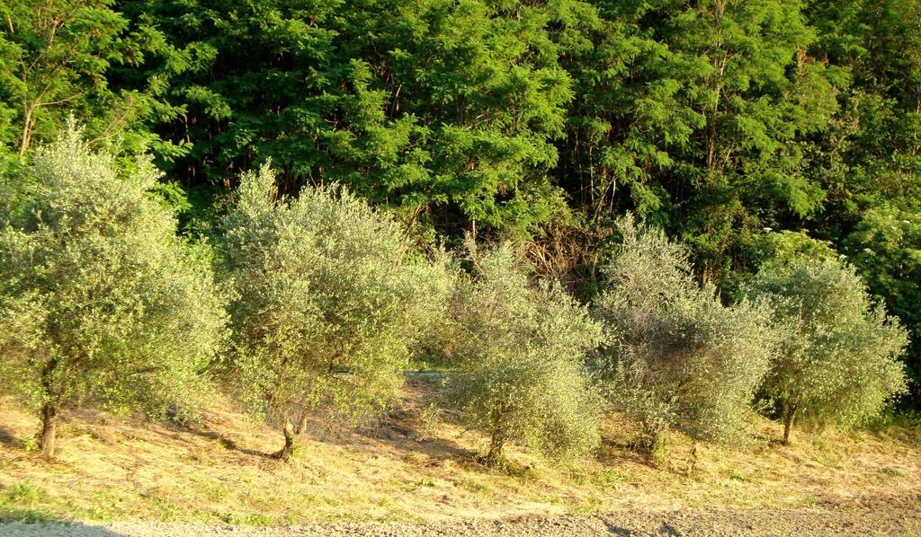 Casa Dell' Abbondanza B&B Agriturismo Vigoleno 外观 照片